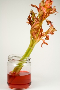 Celery Stalk in Red Food Coloring - Osmosis - Science Demonstrat
